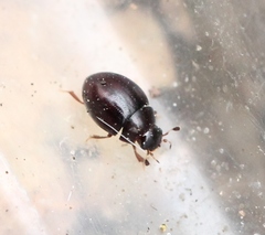 Megasternum concinnum