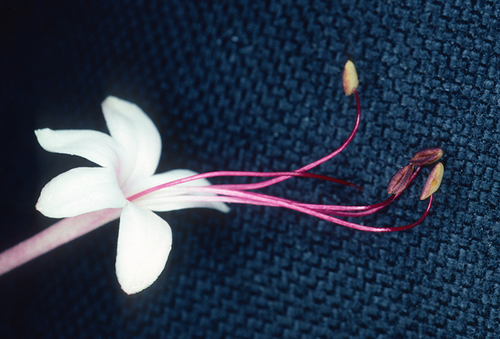 scrambling clerodendrum