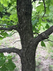 Quercus macrocarpa
