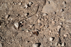 Anthometra plumularia