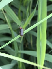 Silis ruficollis