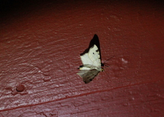 Macaria notata
