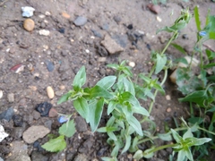 Lysimachia arvensis caerulea
