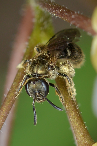 Cresson's Sweat Bee photo 4
