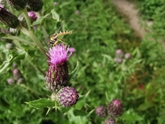 Sphaerophoria