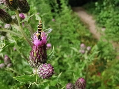 Sphaerophoria