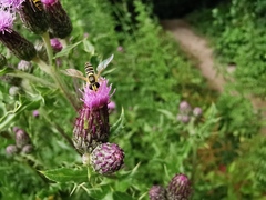 Sphaerophoria