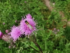 Sphaerophoria