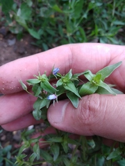 Lysimachia arvensis caerulea