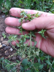 Lysimachia arvensis caerulea