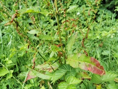Rumex hydrolapathum