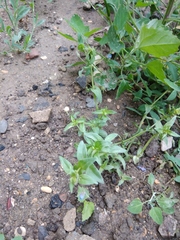 Lysimachia arvensis caerulea