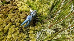 Euastacus