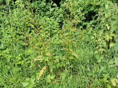 Rumex hydrolapathum