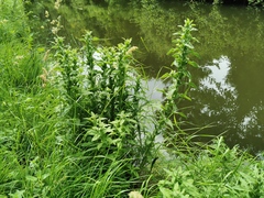 Pulicaria dysenterica