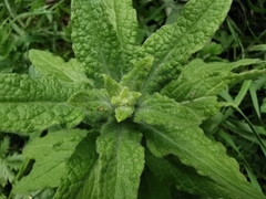 Pulicaria dysenterica