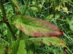 Rumex hydrolapathum