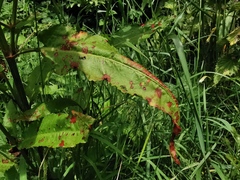 Rumex hydrolapathum