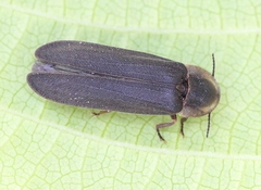 Lampyris noctiluca