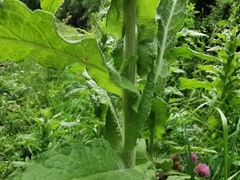 Pulicaria dysenterica