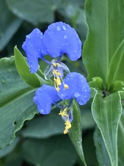 Commelina petersii
