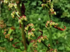 Rumex hydrolapathum