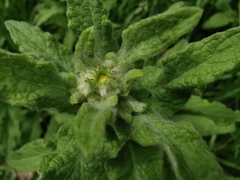 Pulicaria dysenterica