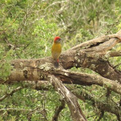 Chloropicus griseocephalus