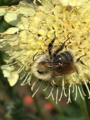 Bombus