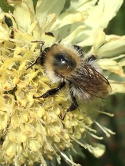 Bombus