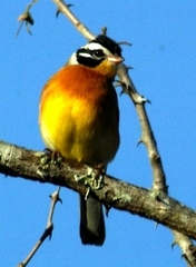 Emberiza flaviventris flaviventris