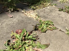 Cerceris
