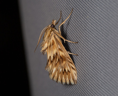 Cynaeda dentalis