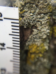 Lecanoromycetidae