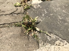 Cerceris