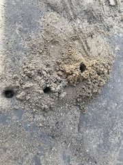 Cerceris