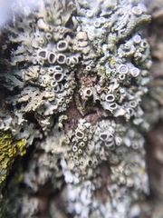 Lecanoromycetidae