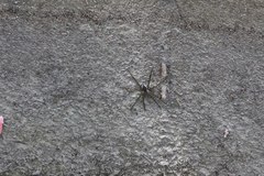 Dolomedes mizhoanus