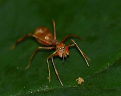 Myrmaplata plataleoides