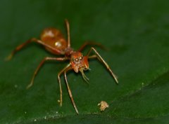 Myrmaplata plataleoides