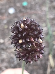 Allium
