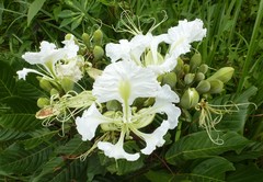 Berlinia occidentalis