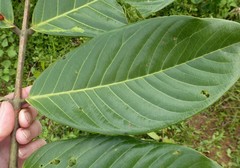 Berlinia occidentalis