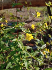 Lysimachia tonsa