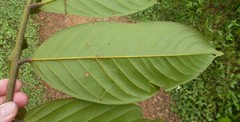 Berlinia occidentalis
