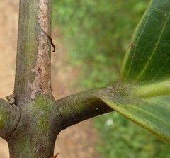 Berlinia occidentalis