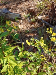 Lysimachia tonsa