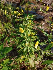 Lysimachia tonsa