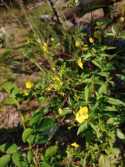 Lysimachia tonsa