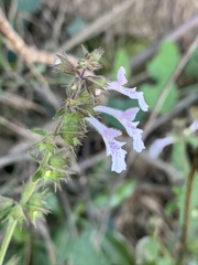 Stachys graciliflora